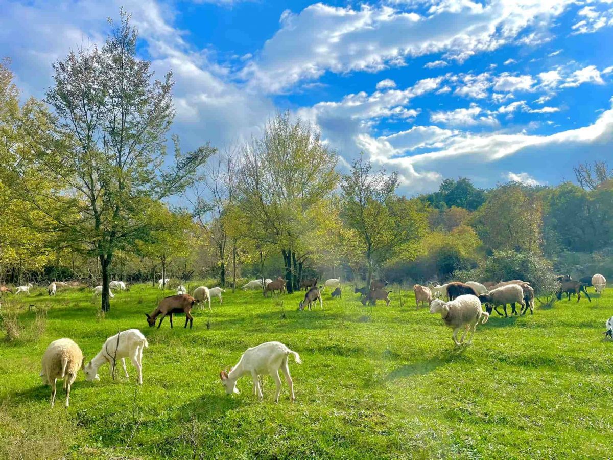 Bauernhof Drijade im Nordosten Istriens – ein Bauernhof mit Ziegen, Schweinen, Hühnern und vielen anderen Haustieren