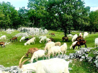 Drijade farm - a goat farm with home made products